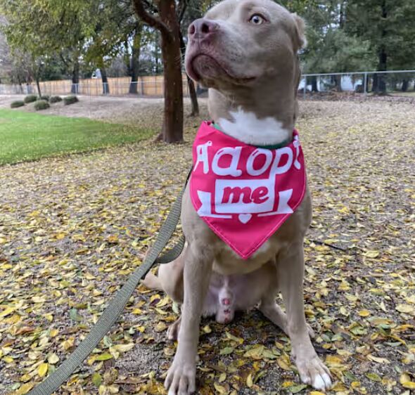 Dog Nutrition 101: Feeding Your Pup for Optimal Wellness image